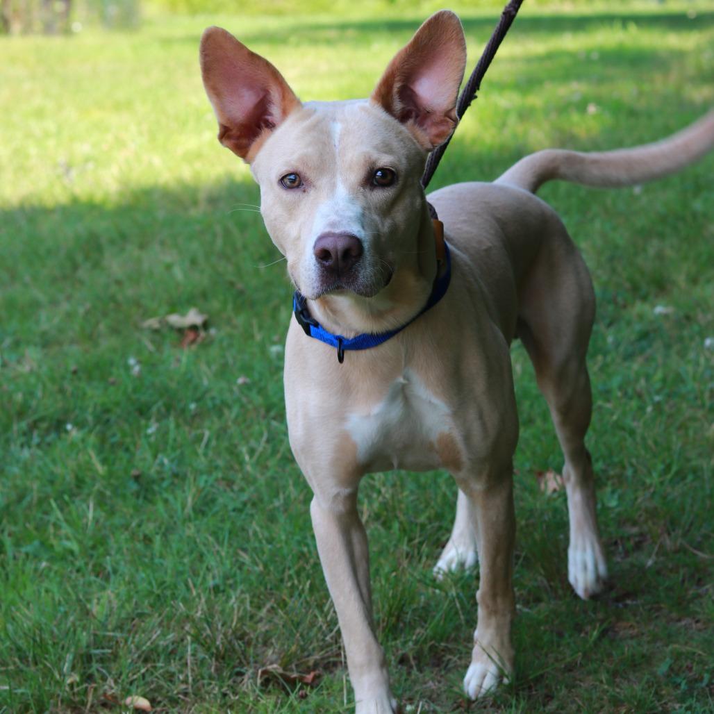 CT Towne avail Aug 15 (Stafford Farmers Mkt- Stafford, CT), a Adoptable mixed breed in Stormville, NY image 5/6