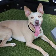 CT Towne avail Aug 15 (Stafford Farmers Mkt- Stafford, CT), a Adoptable mixed breed in Stormville, NY image 6/6