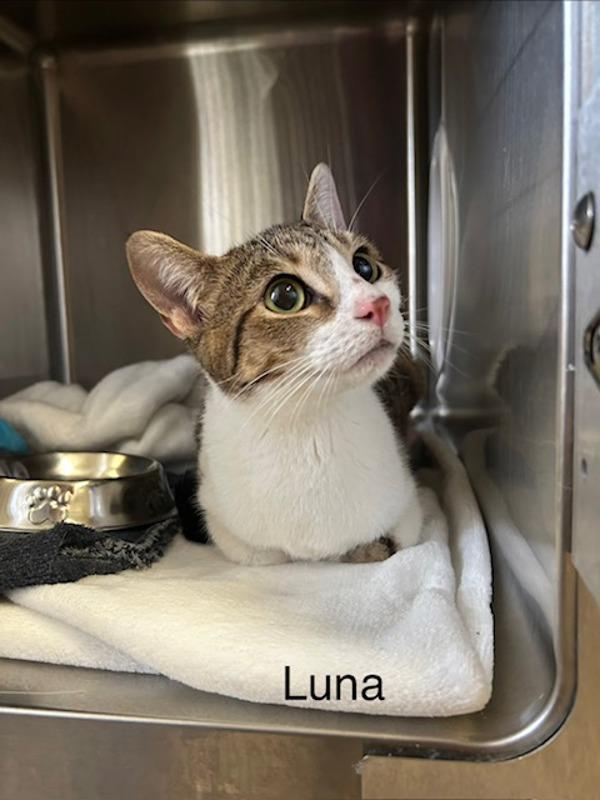Luna, Adoptable, Young Female Domestic Medium Hair.