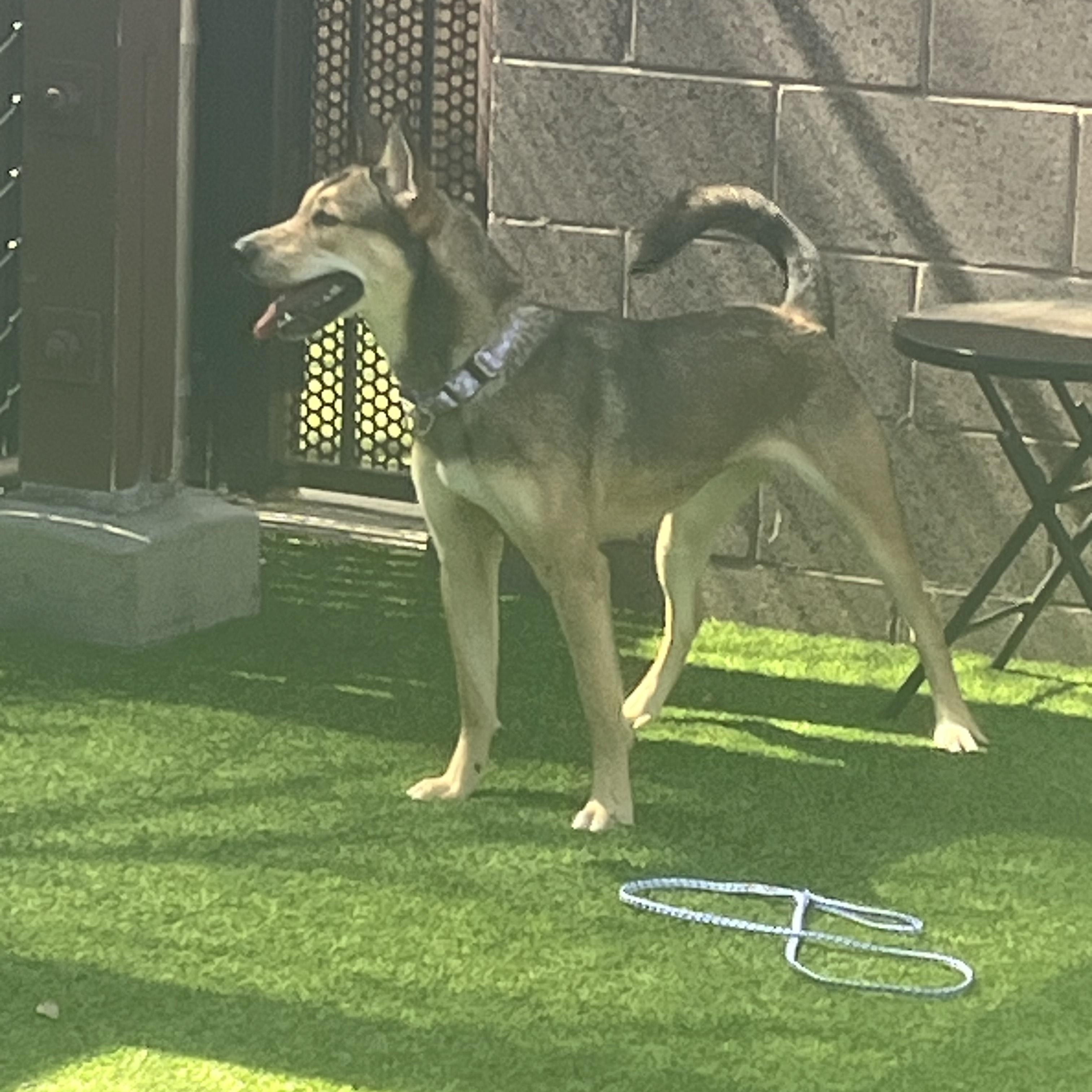 Moonflower, Adoptable, Young Female Mixed Breed.