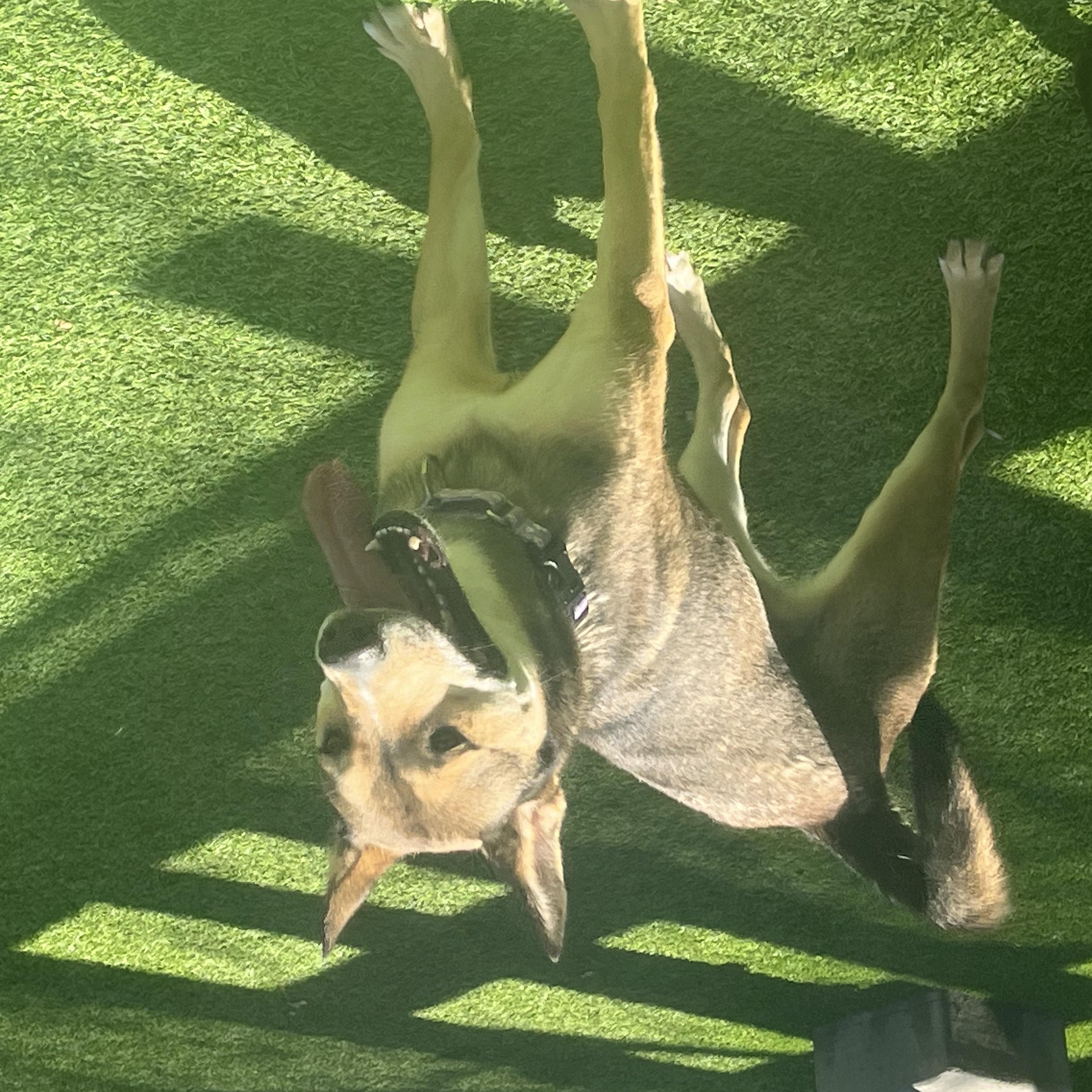 Enlarge Moonflower, a Adoptable Mixed Breed in Coronado, CA image 3/6