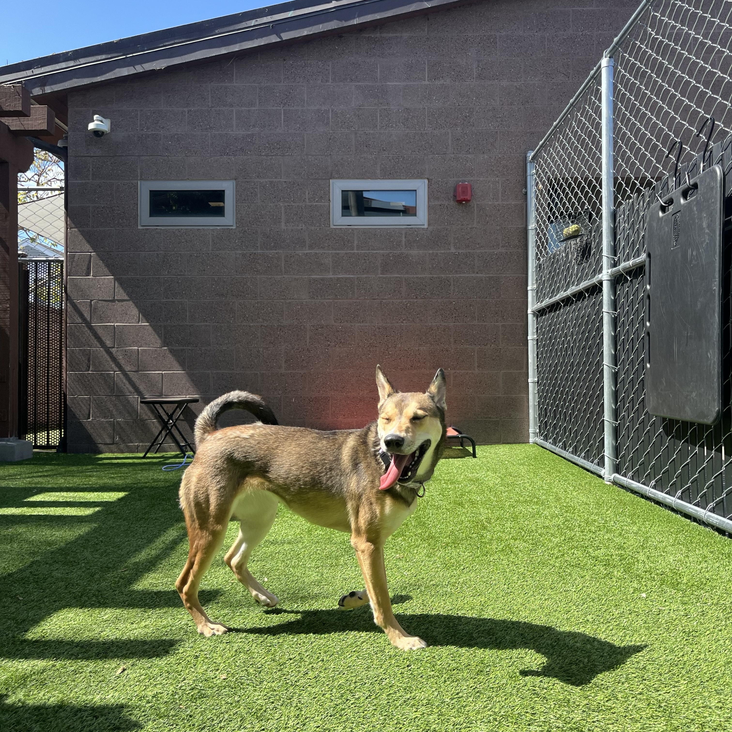 Enlarge Moonflower, a Adoptable Mixed Breed in Coronado, CA image 4/6