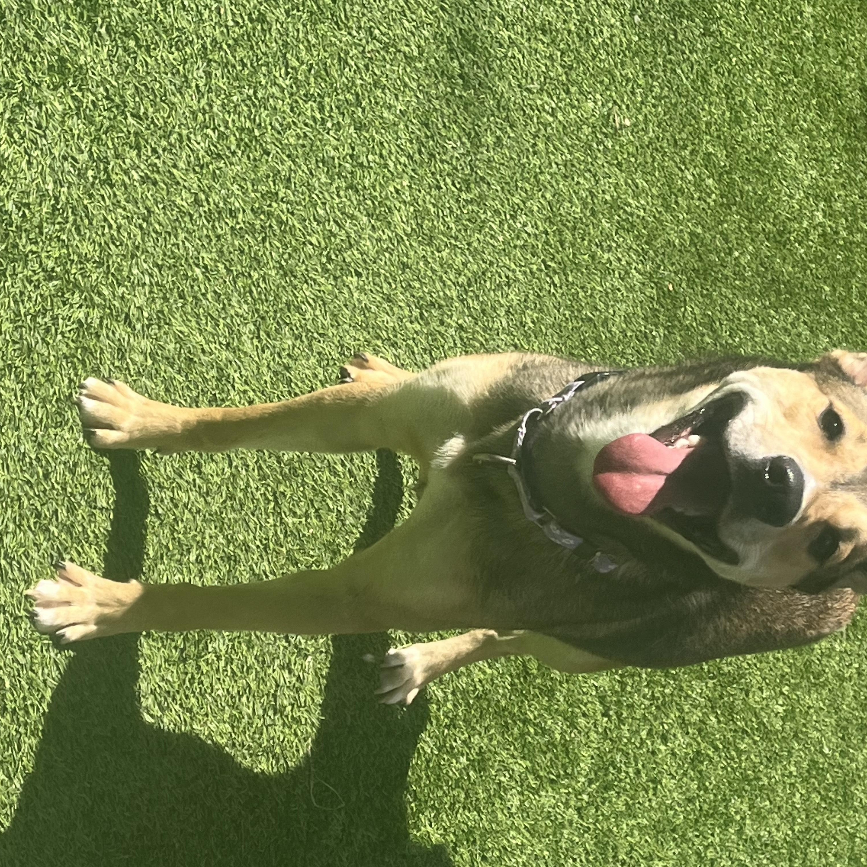 Enlarge Moonflower, a Adoptable Mixed Breed in Coronado, CA image 5/6