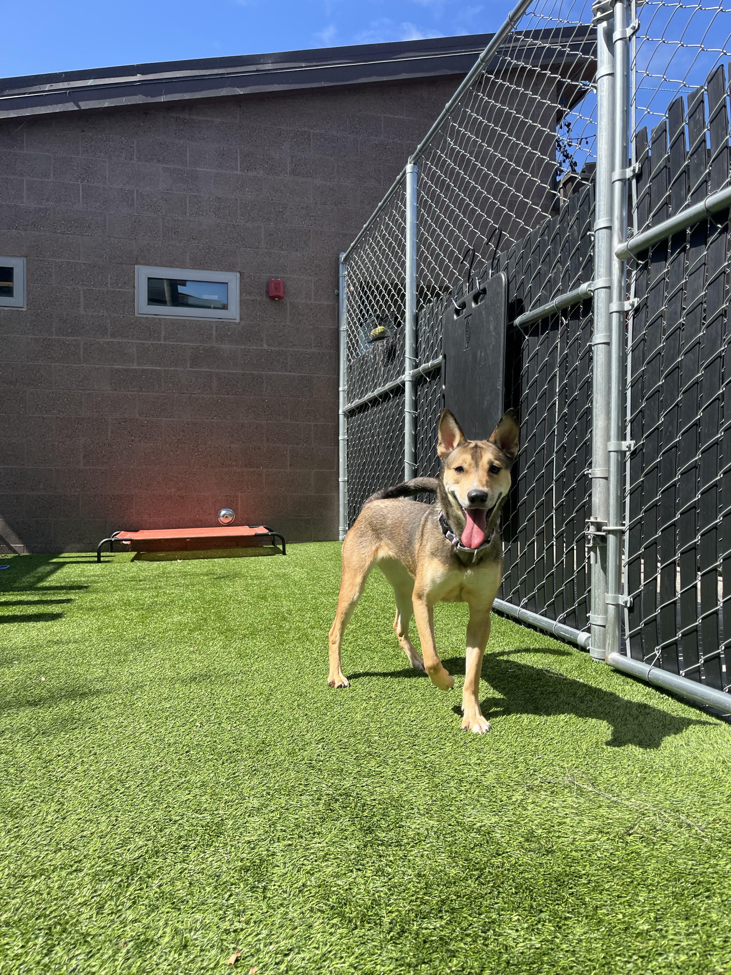 Enlarge Moonflower, a Adoptable Mixed Breed in Coronado, CA image 6/6