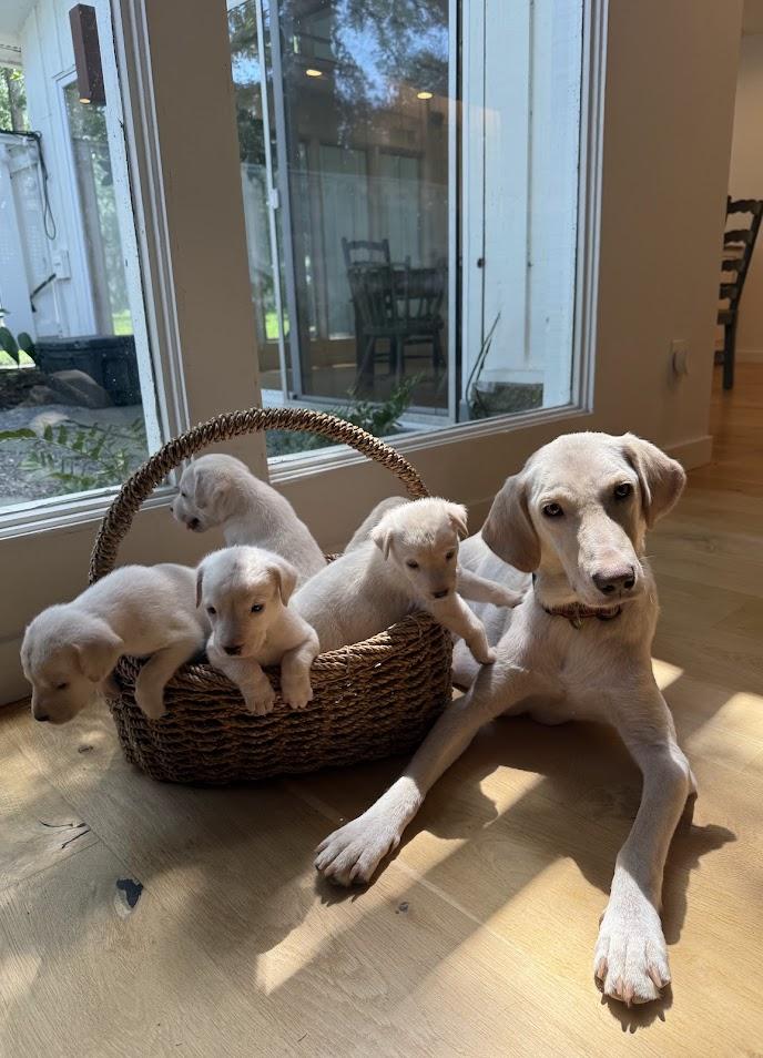 Greta's Babies thumbnail 2