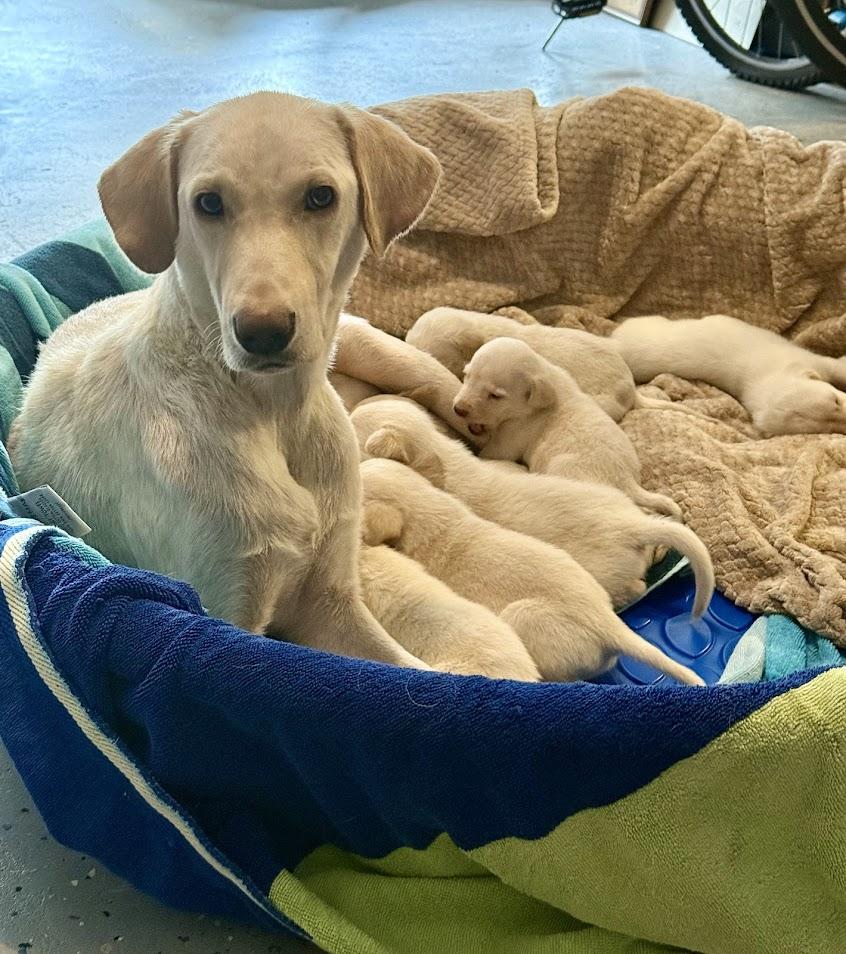 Greta's Babies thumbnail 3
