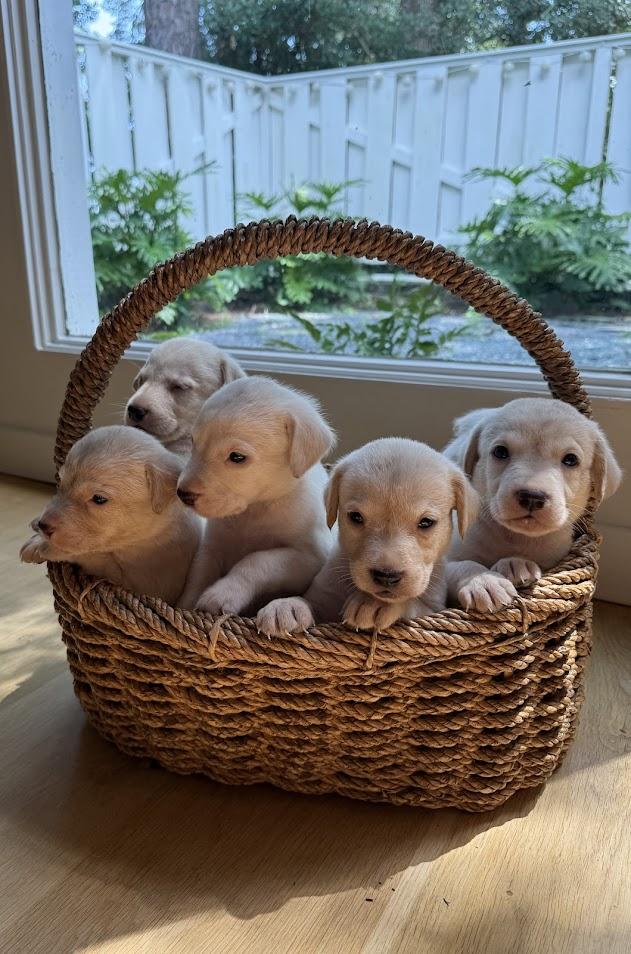 Greta's Babies