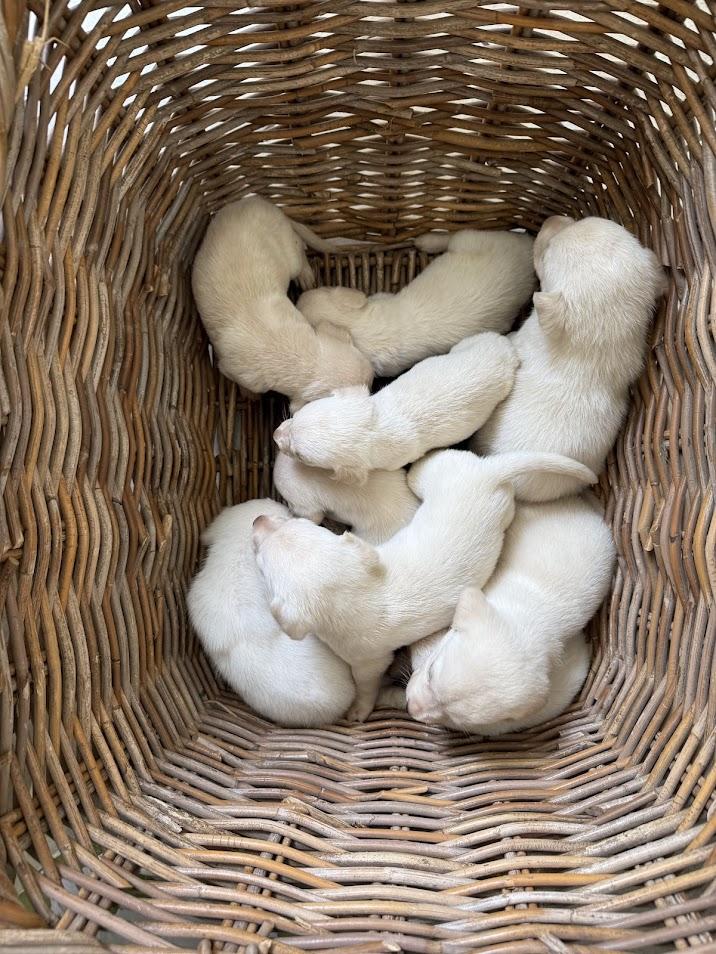 Greta's Babies thumbnail 4