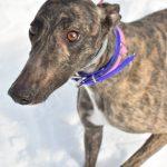 Enlarge PACKIE, a Adoptable Greyhound in grandville, MI image 1/1