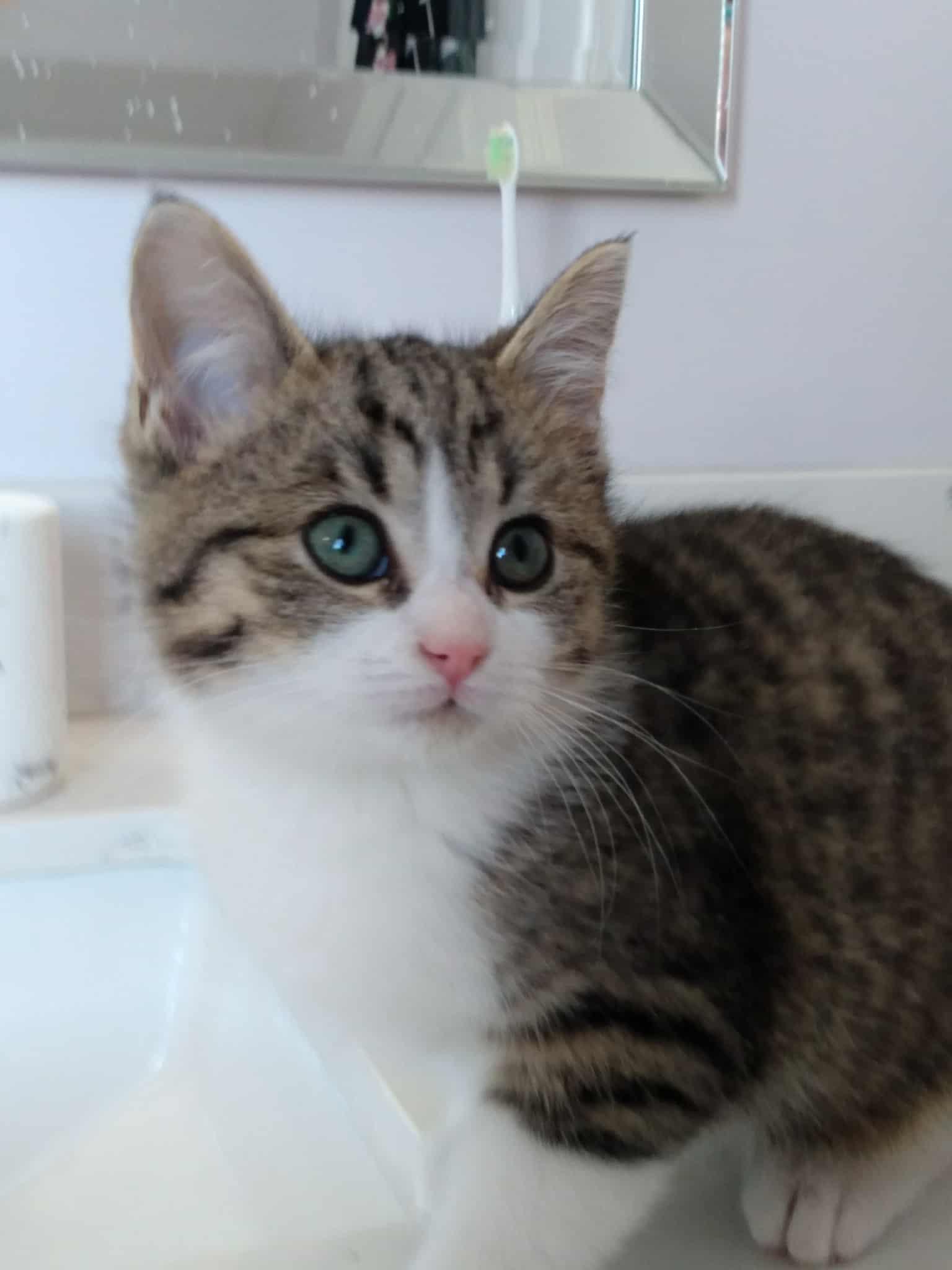 FRANNIE, Adoptable, Young Female Domestic Short Hair & Tabby.