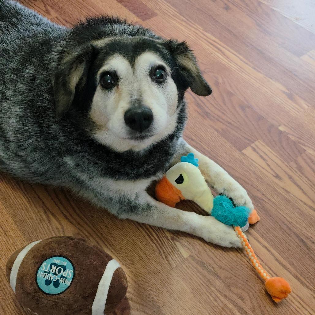 Enlarge Trigger, a Adoptable mixed breed in Wilmington, NC image 6/6