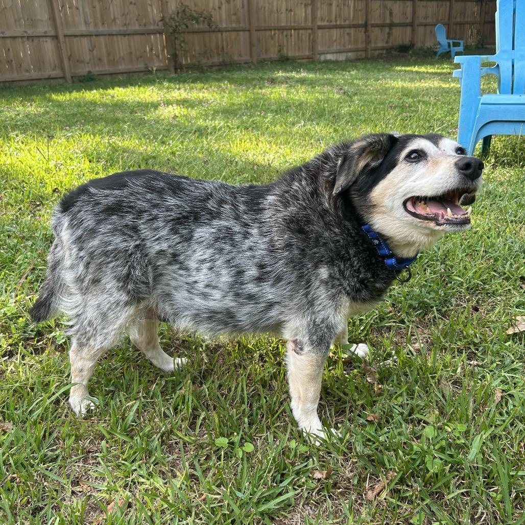 Enlarge Trigger, a Adoptable mixed breed in Wilmington, NC image 2/6