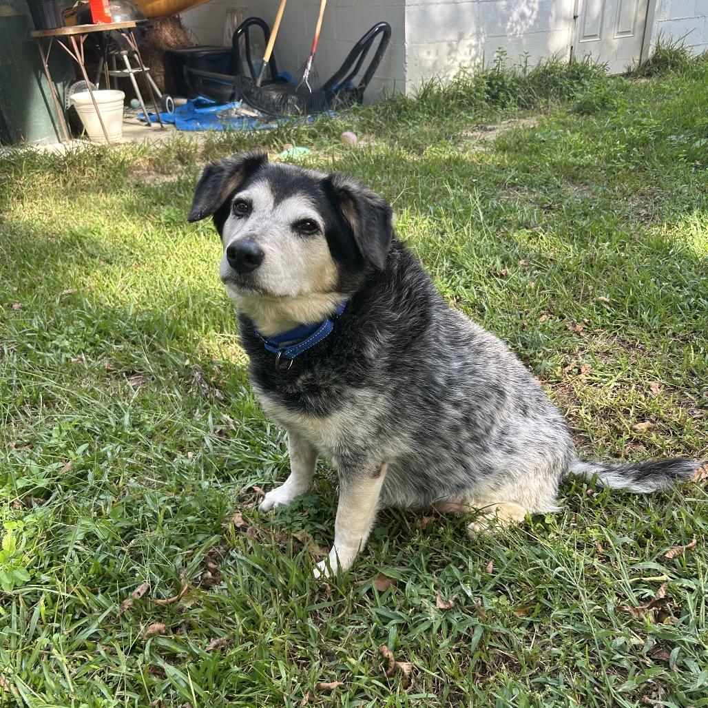 Enlarge Trigger, a Adoptable mixed breed in Wilmington, NC image 3/6