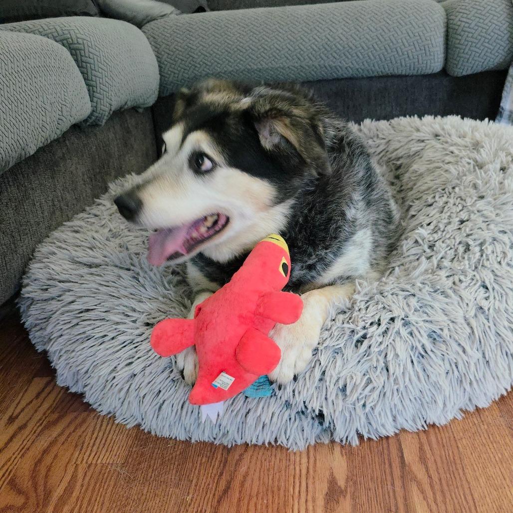 Enlarge Trigger, a Adoptable mixed breed in Wilmington, NC image 4/6