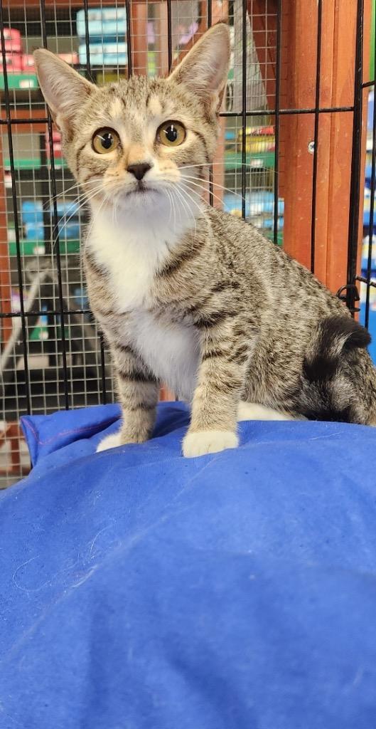 Enlarge Bright, a Adoptable mixed breed in Tampa, FL image 1/1