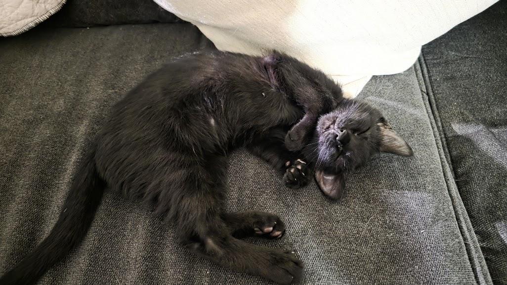 Oberon, Adoptable, Young Male Domestic Short Hair.