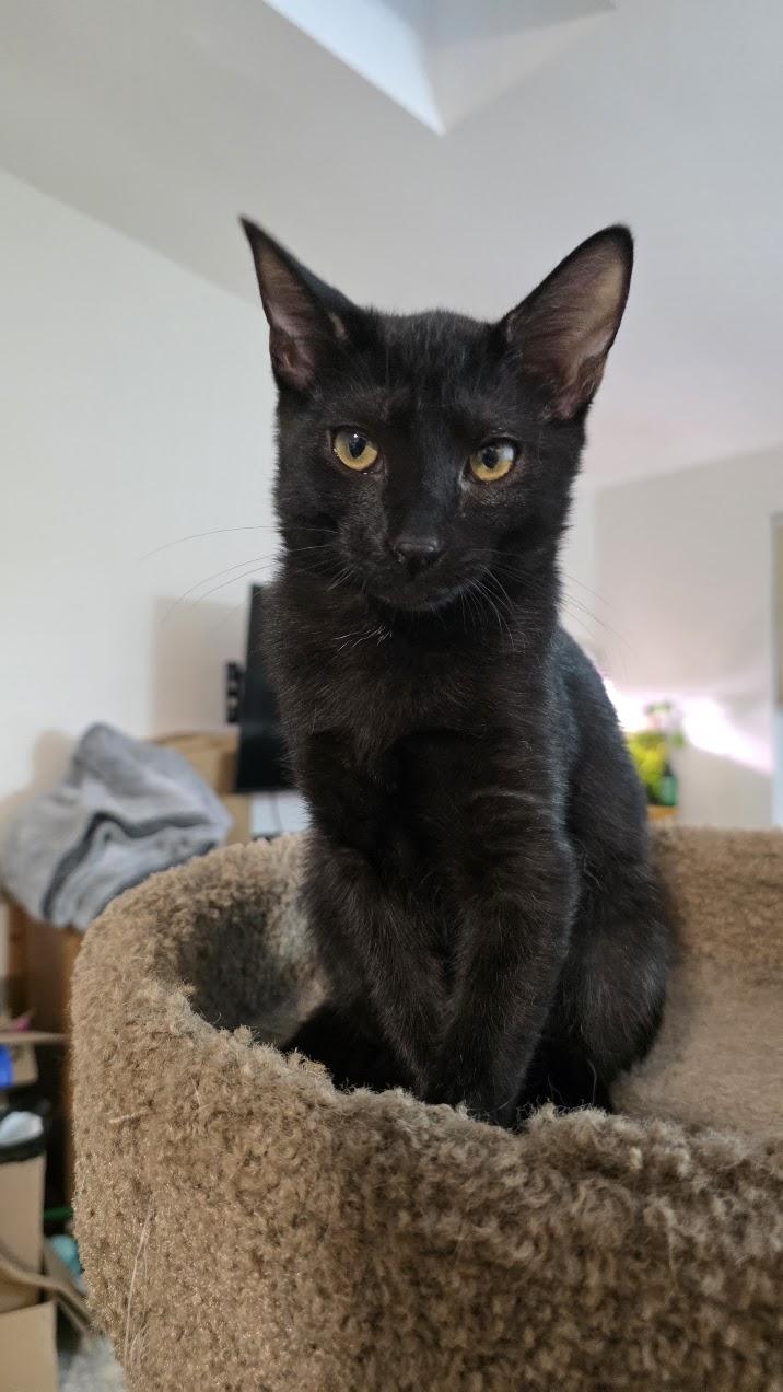 Enlarge Oberon, a Adoptable Domestic Short Hair in Rockville, MD image 2/3