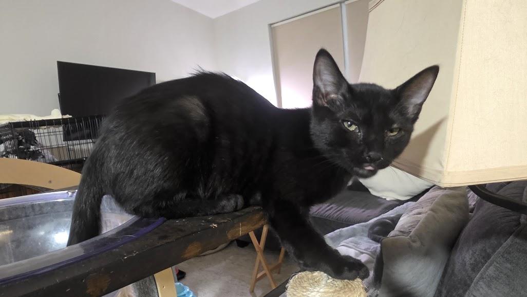 Enlarge Oberon, a Adoptable Domestic Short Hair in Rockville, MD image 2/2