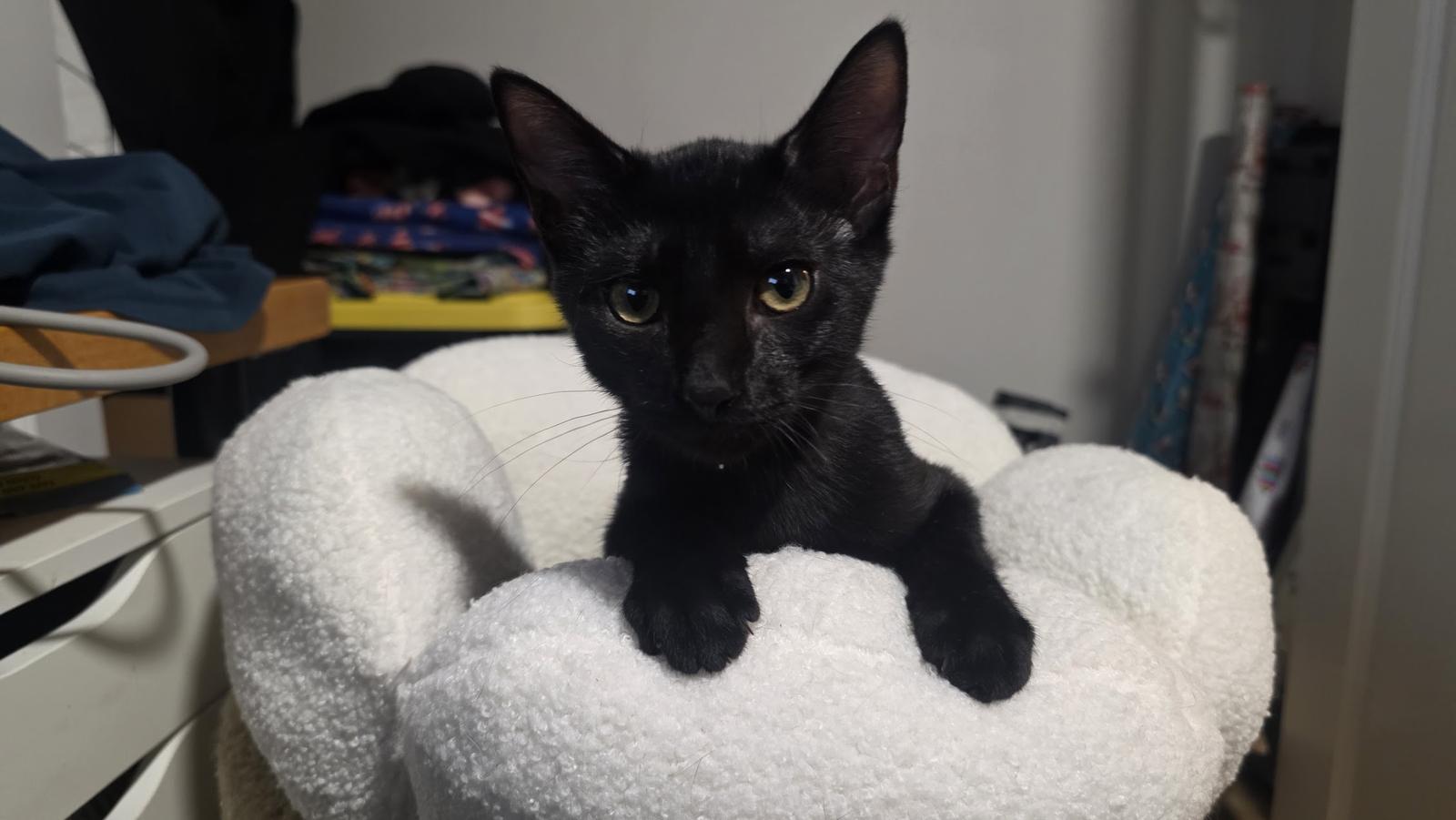 Enlarge Oberon, a Adoptable Domestic Short Hair in Rockville, MD image 3/3