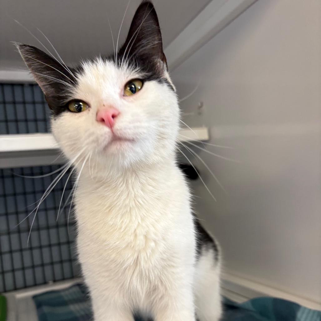 Little Miss, Adoptable, Adult Female Domestic Short Hair.