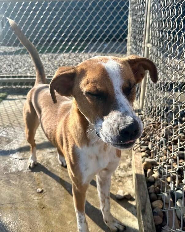 Frogger, a Adoptable mixed breed in Evansville, IN image 1/6