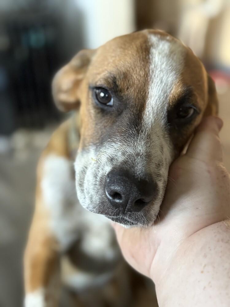 Frogger, a Adoptable mixed breed in Evansville, IN image 2/6
