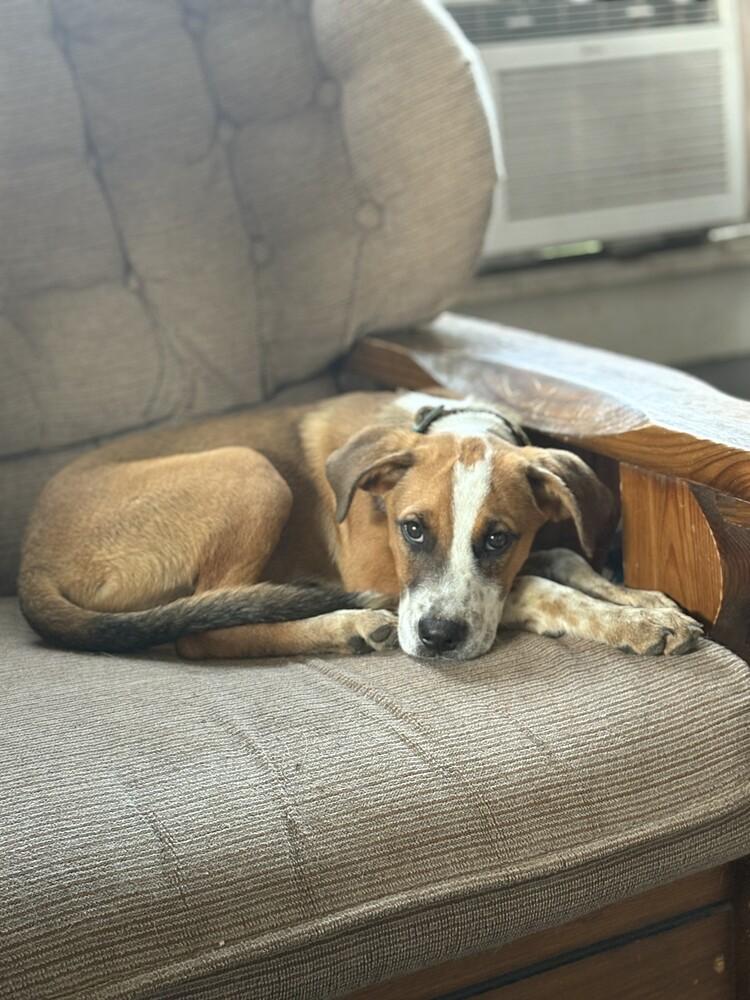 Frogger, a Adoptable mixed breed in Evansville, IN image 3/6