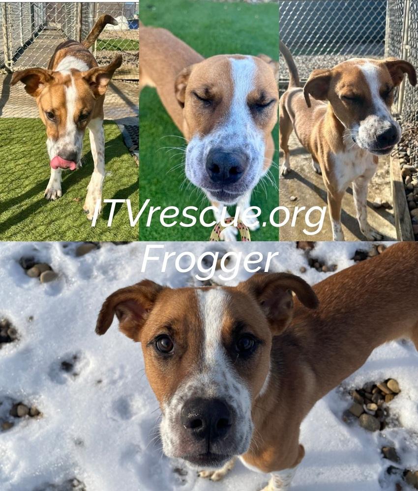 Frogger, a Adoptable mixed breed in Evansville, IN image 4/6
