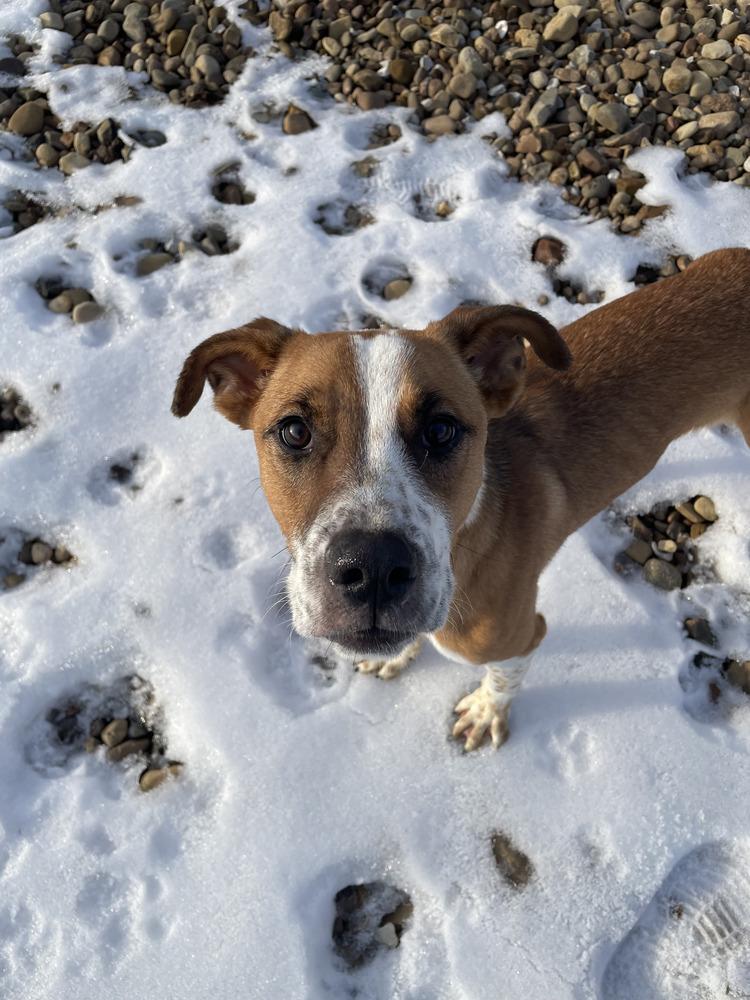 Frogger, a Adoptable mixed breed in Evansville, IN image 5/6