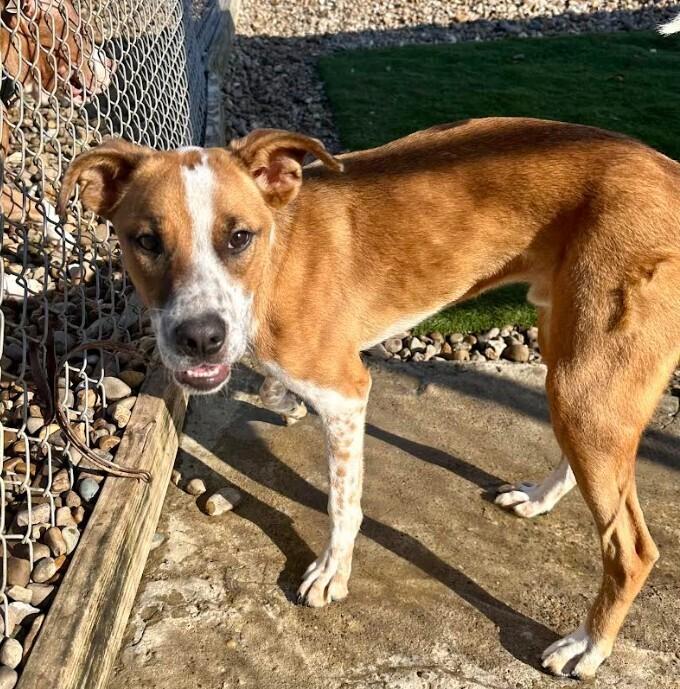 Frogger, a Adoptable mixed breed in Evansville, IN image 6/6