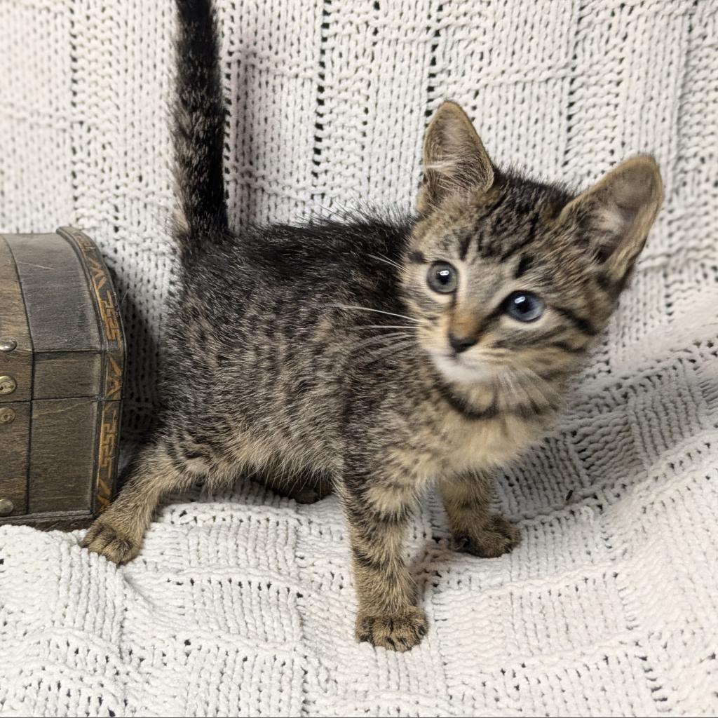 Flubber, Adoptable, Adult Female Domestic Short Hair.