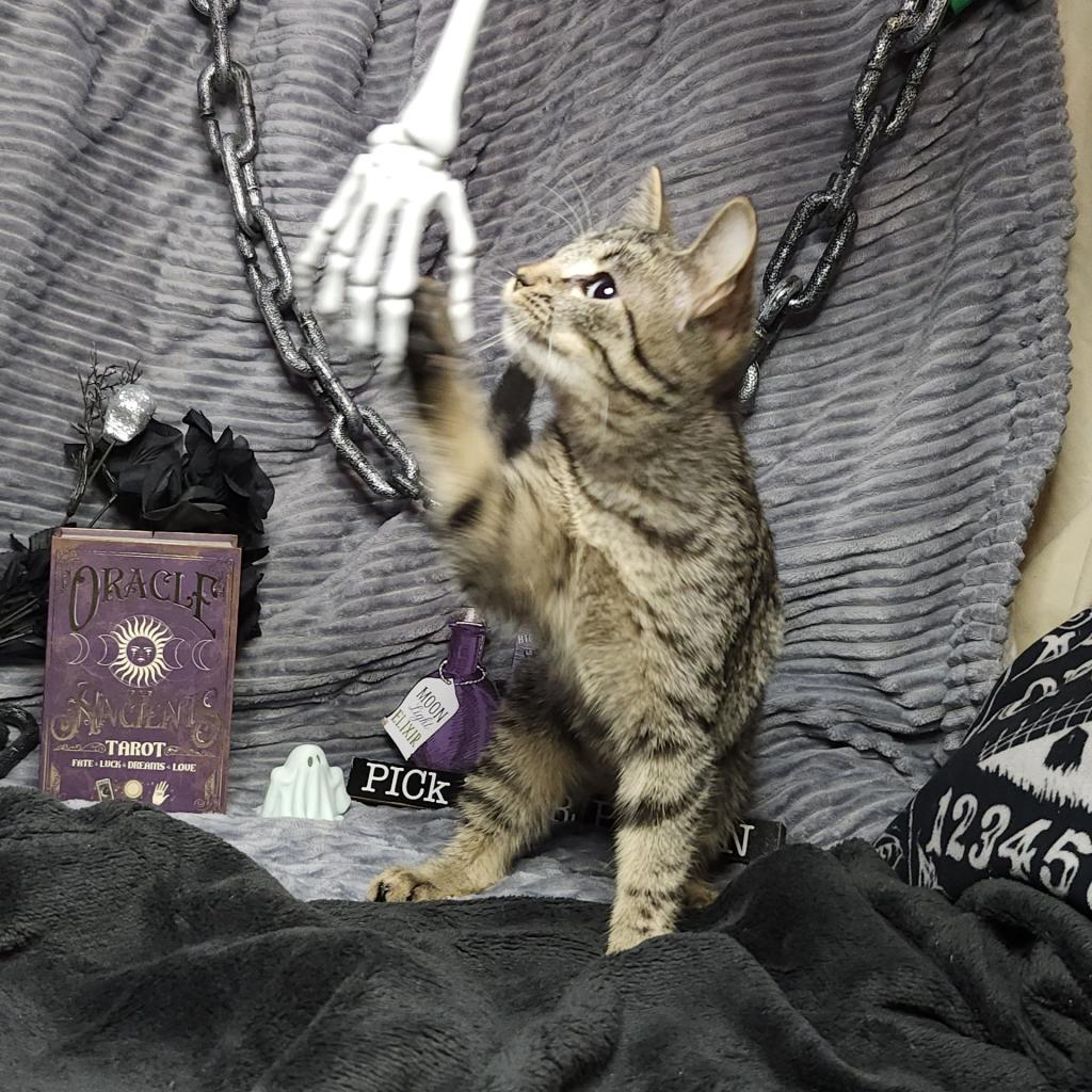 Flubber, a Adoptable Domestic Short Hair in Greenwood, MO image 3/6