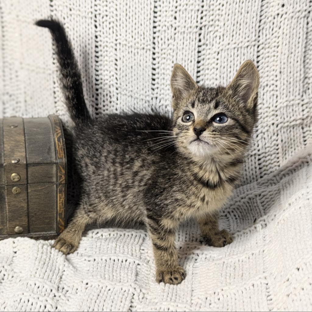 Flubber, a Adoptable Domestic Short Hair in Greenwood, MO image 2/6