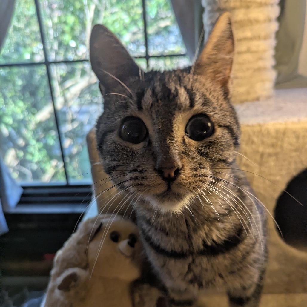 Flubber, a Adoptable Domestic Short Hair in Greenwood, MO image 4/6