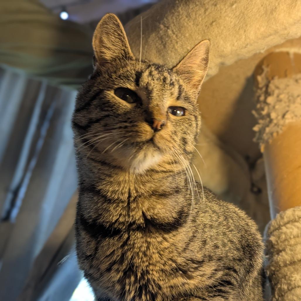 Flubber, a Adoptable Domestic Short Hair in Greenwood, MO image 5/6