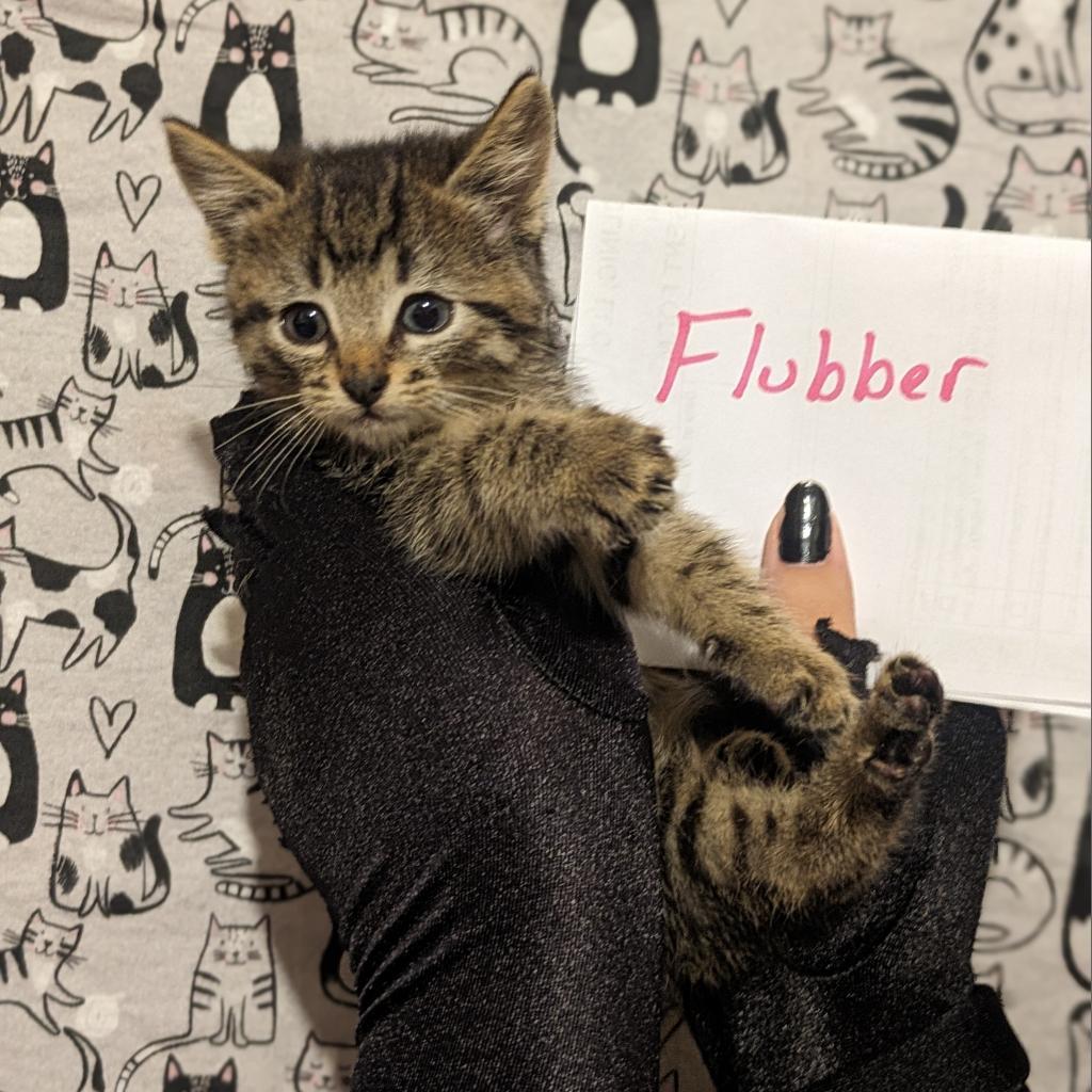 Flubber, a Adoptable Domestic Short Hair in Greenwood, MO image 6/6