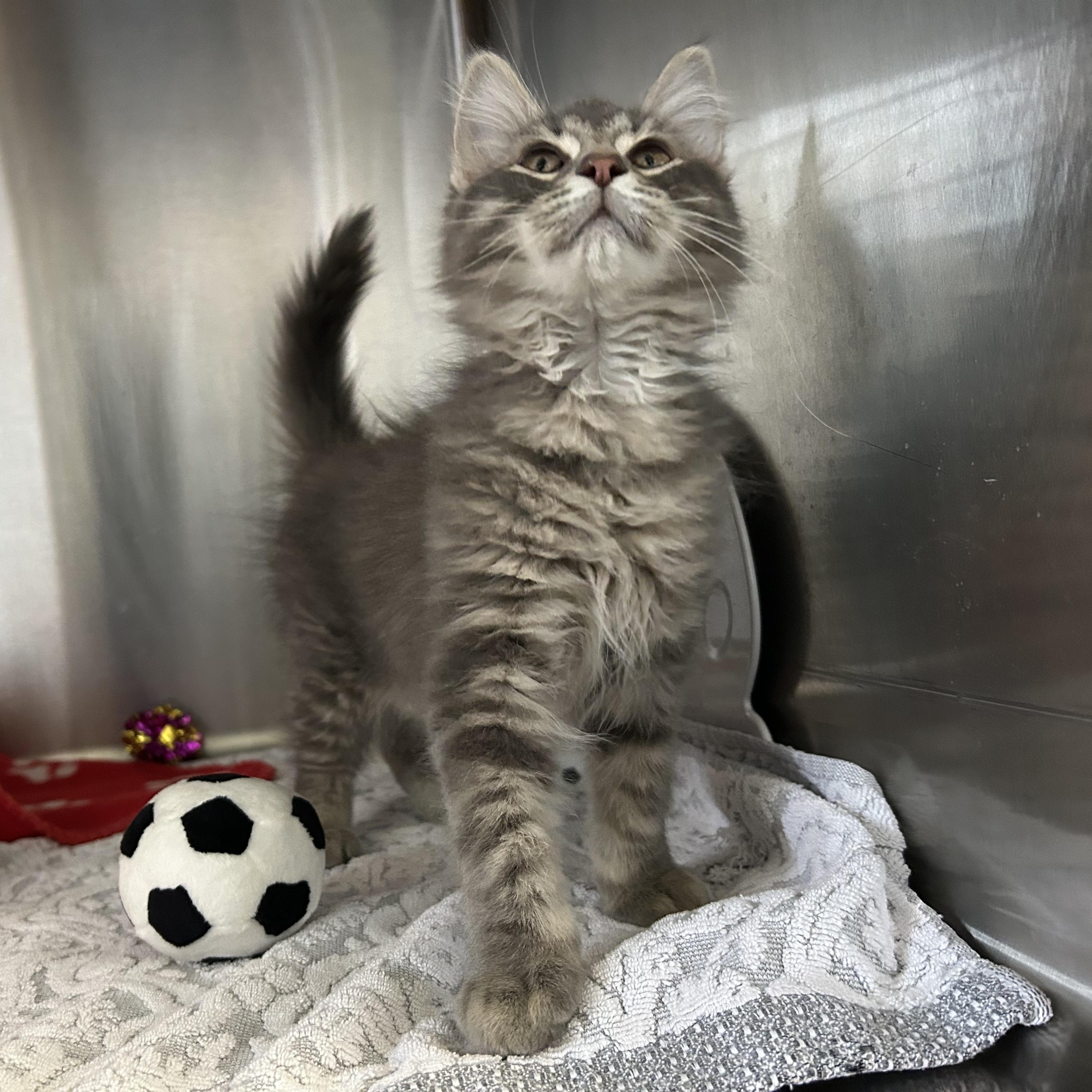 Enlarge Clutch, an adopted Domestic Long Hair in Seymour, TN image 2/4