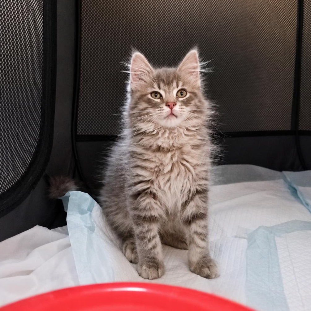 Enlarge Clutch, an adopted Domestic Long Hair in Seymour, TN image 4/4