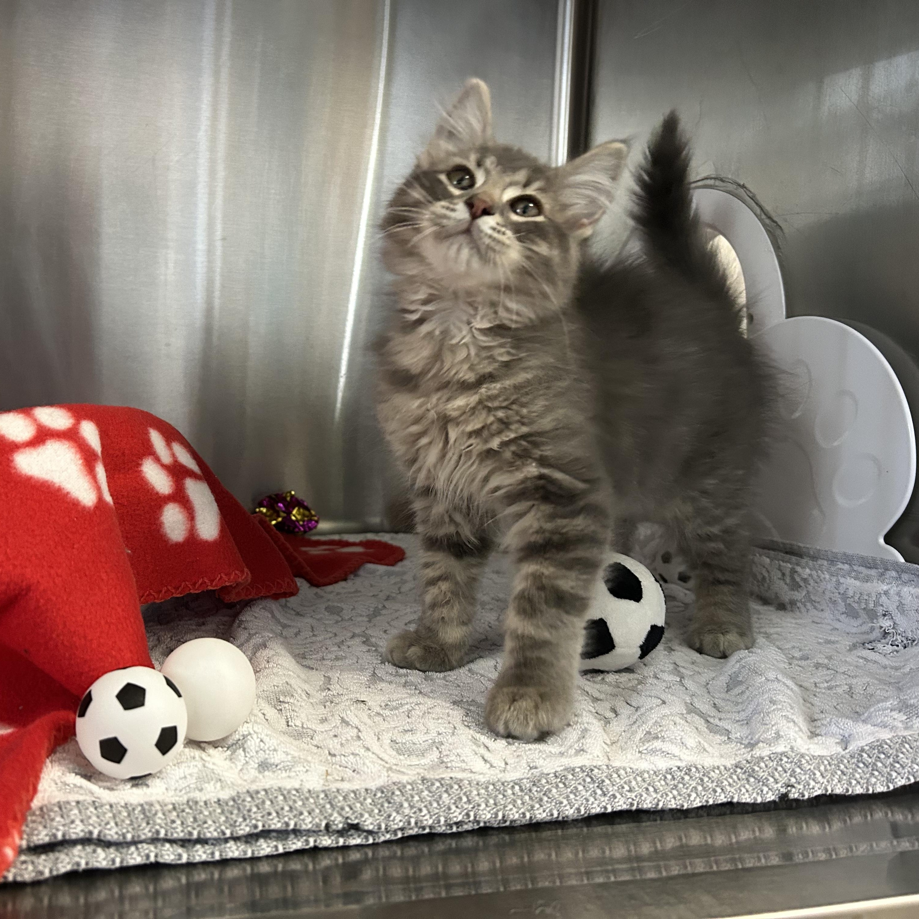 Clutch, adopted, Kitten Male Domestic Long Hair.