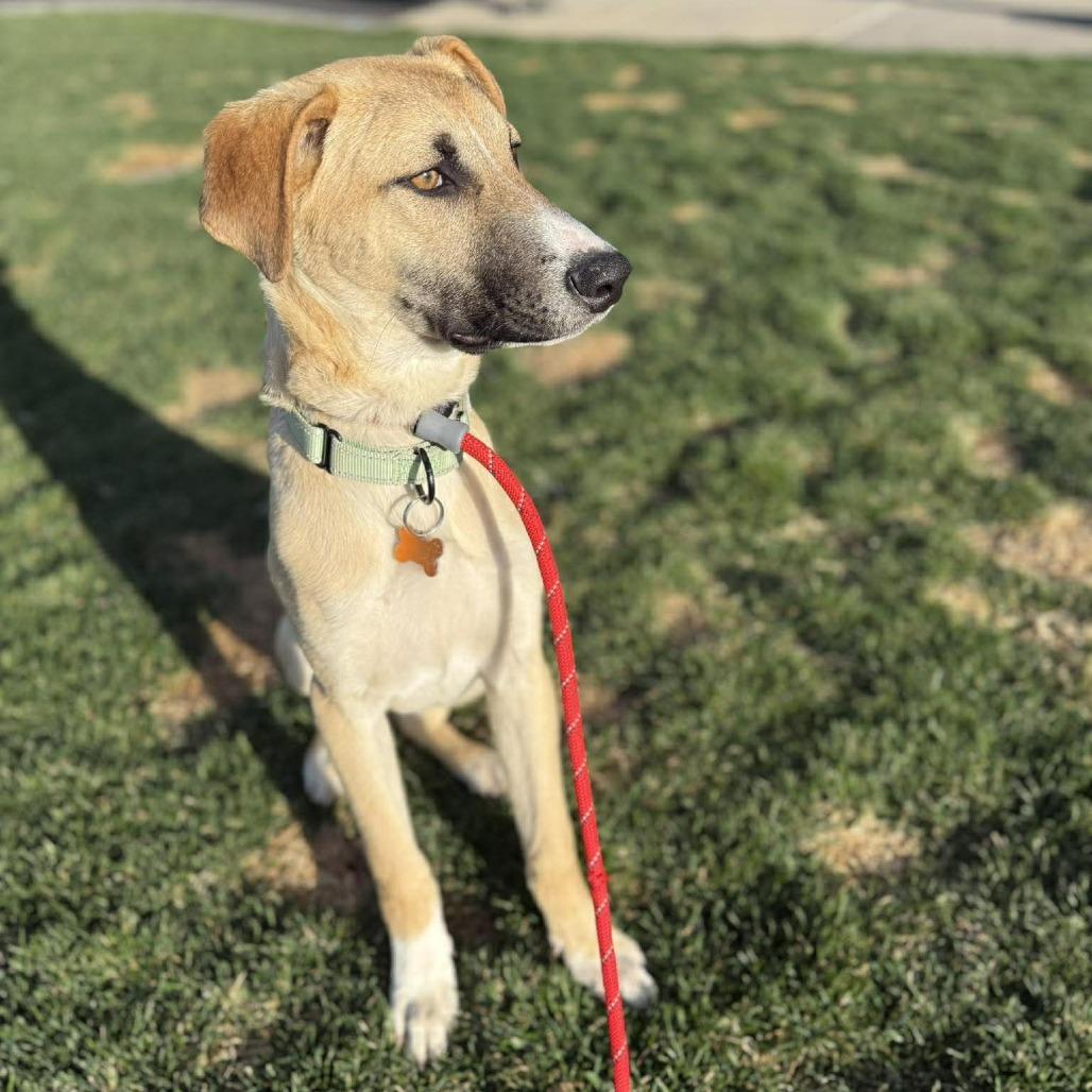 Jorge, Adoptable, Puppy Male Mixed Breed.