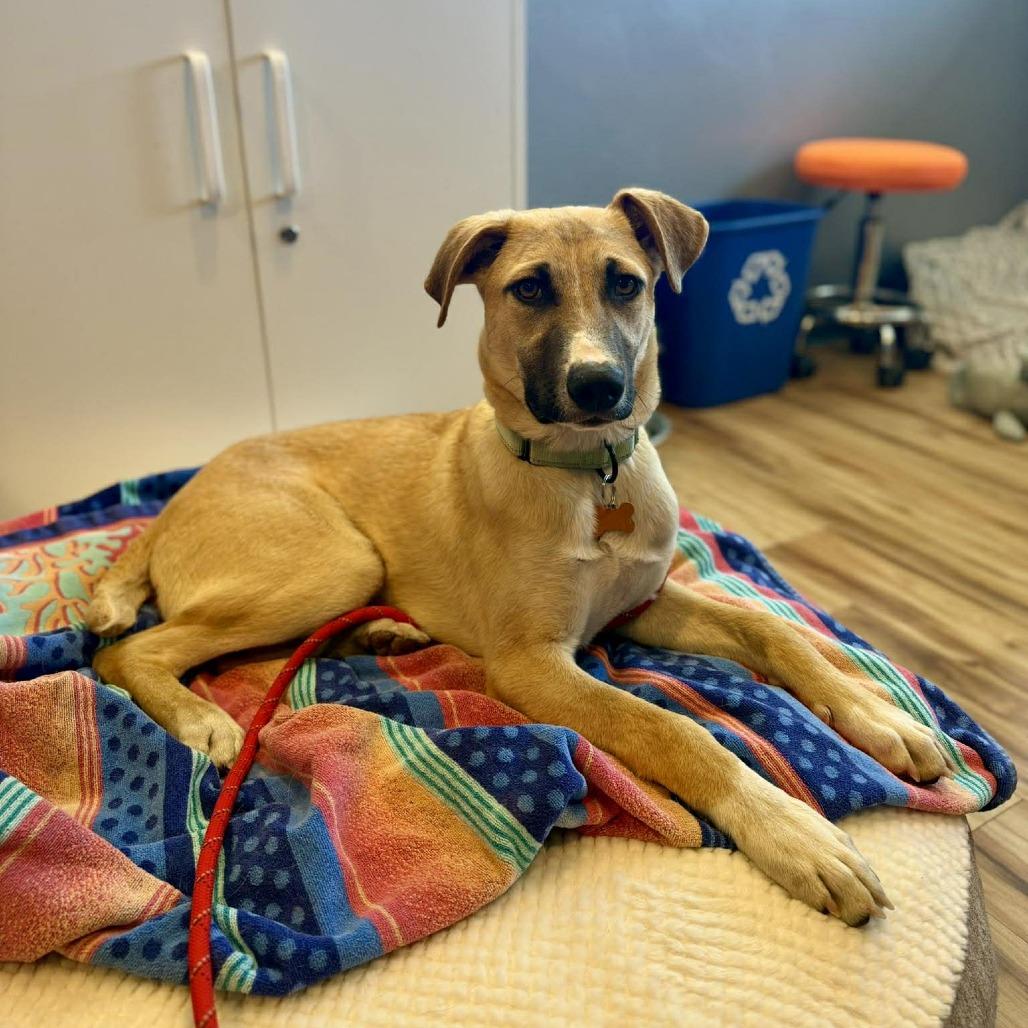 Enlarge Jorge, a Adoptable Mixed Breed in Bend, OR image 2/6