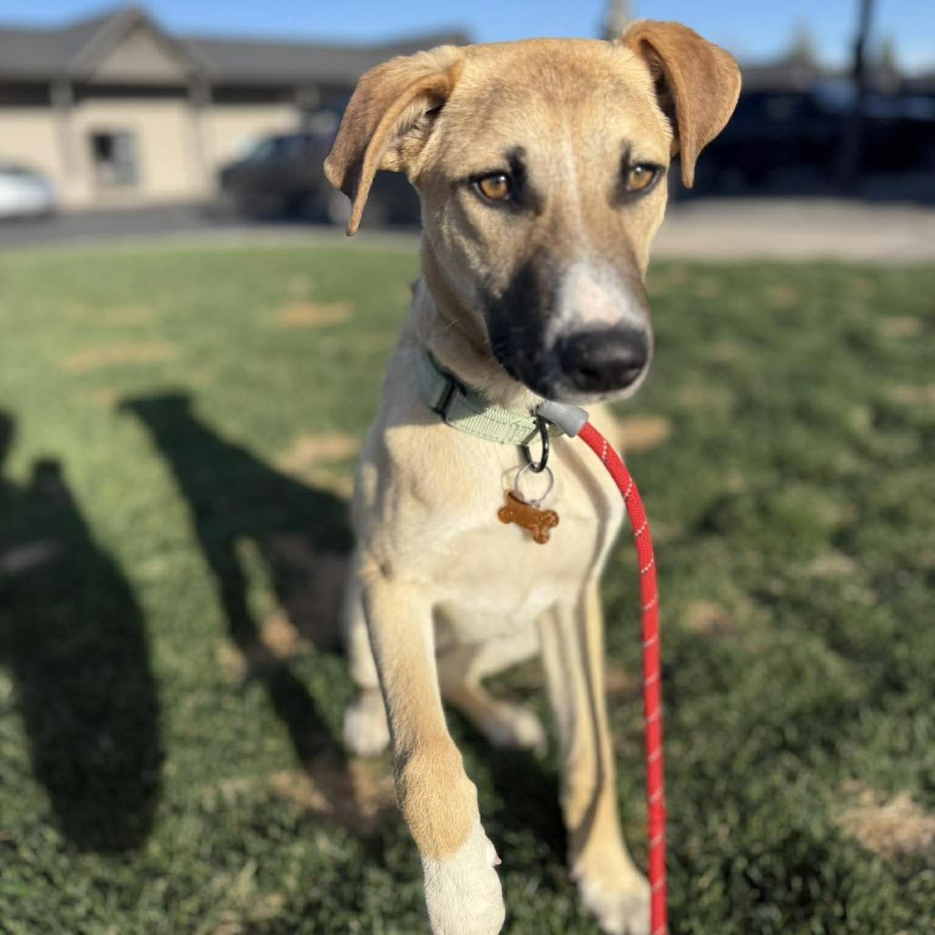 Enlarge Jorge, a Adoptable Mixed Breed in Bend, OR image 3/6