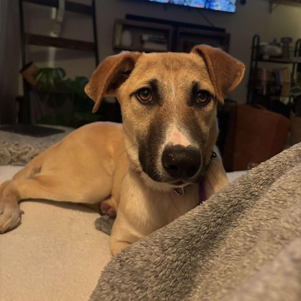 Enlarge Jorge, a Adoptable Mixed Breed in Bend, OR image 4/6