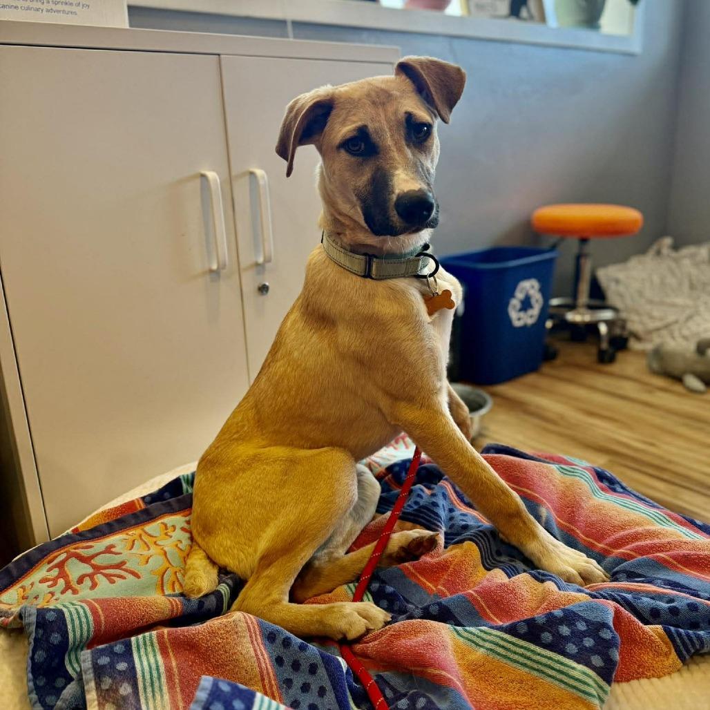 Enlarge Jorge, a Adoptable Mixed Breed in Bend, OR image 5/6