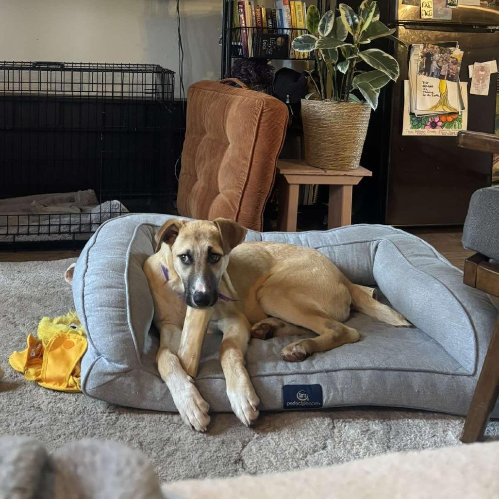 Enlarge Jorge, a Adoptable Mixed Breed in Bend, OR image 6/6