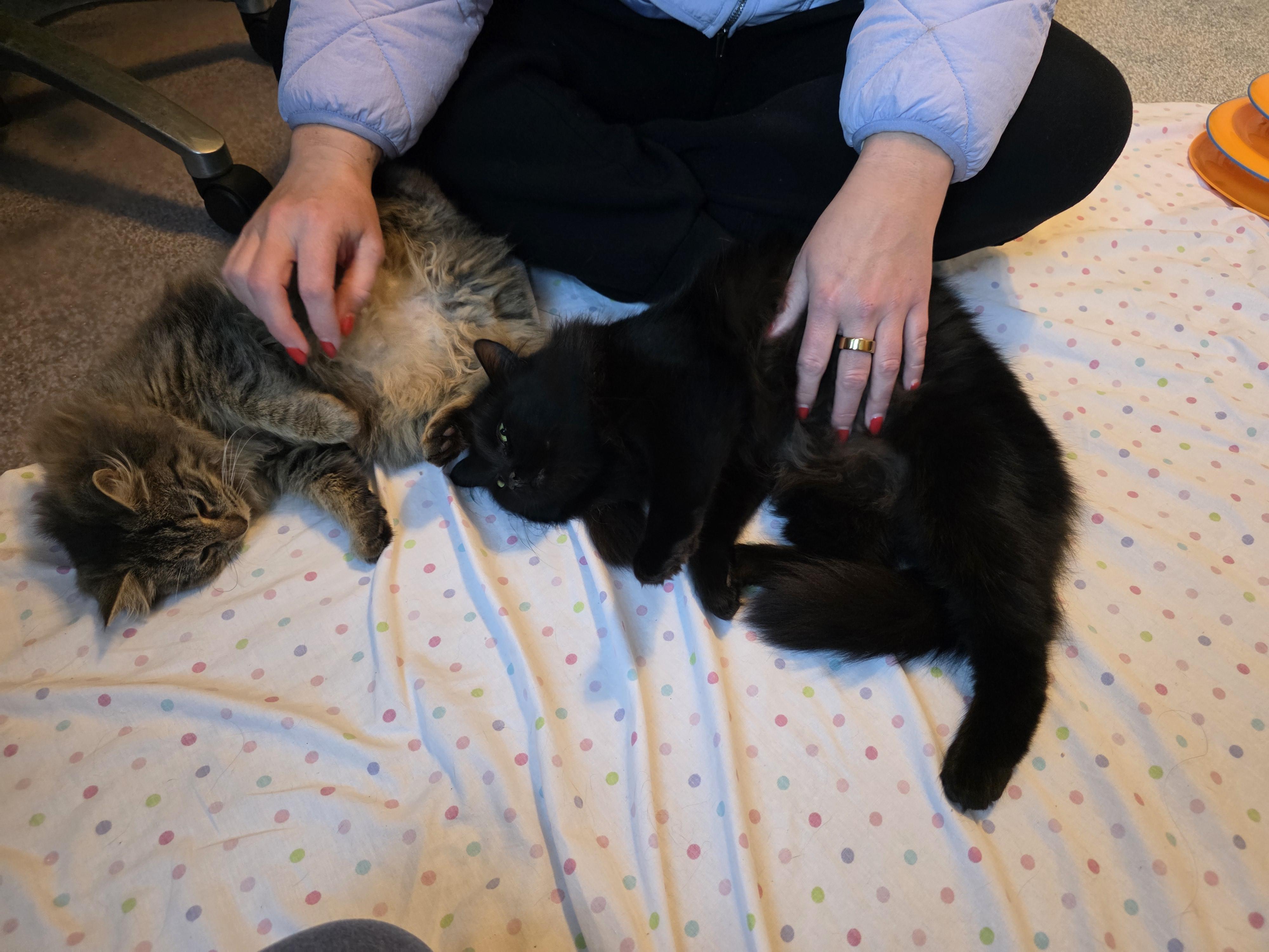 Enlarge Victoria, a ADOPTABLE Domestic Long Hair in Wilmington, NC image 2/4