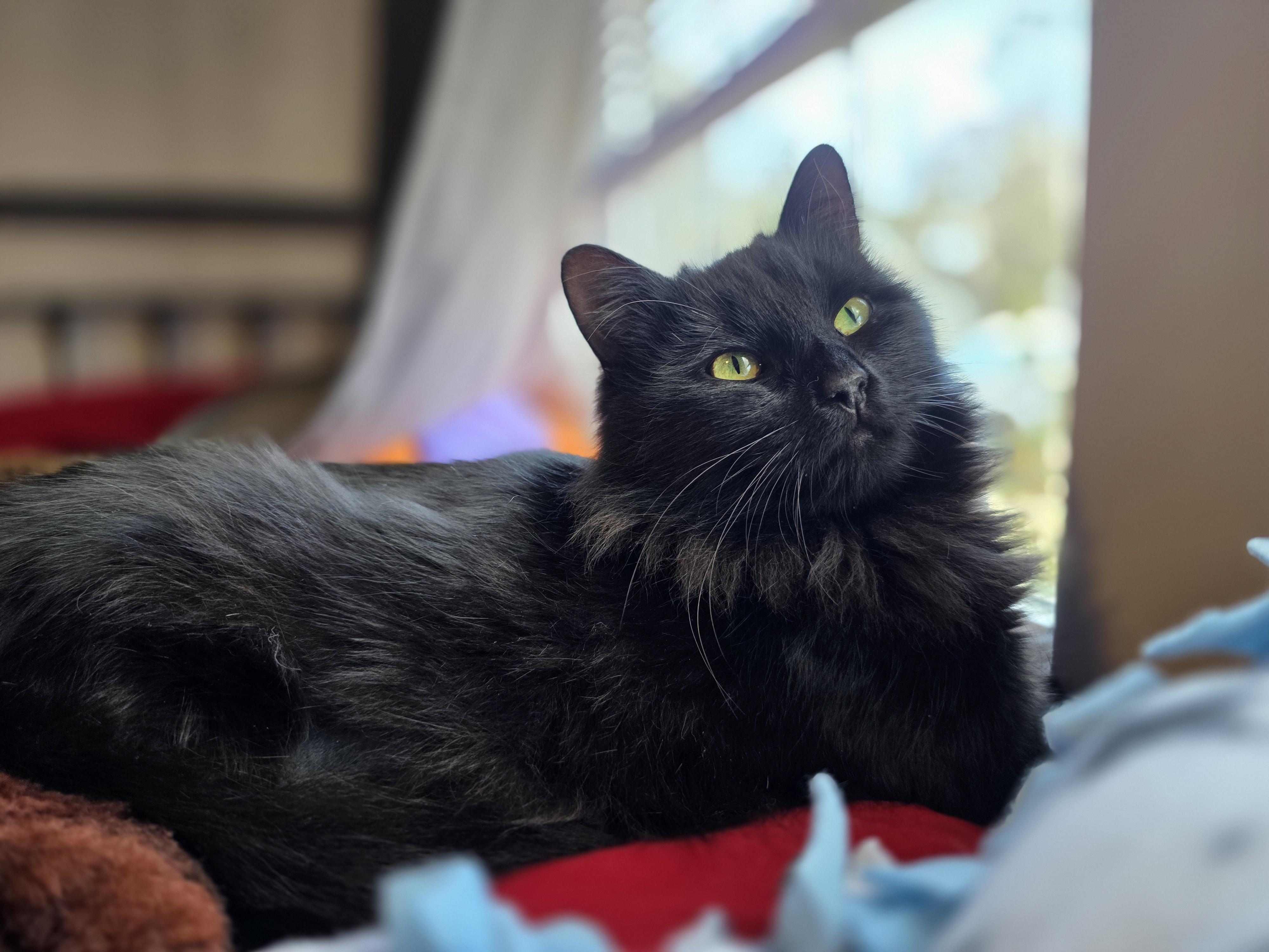 Enlarge Victoria, a ADOPTABLE Domestic Long Hair in Wilmington, NC image 1/4