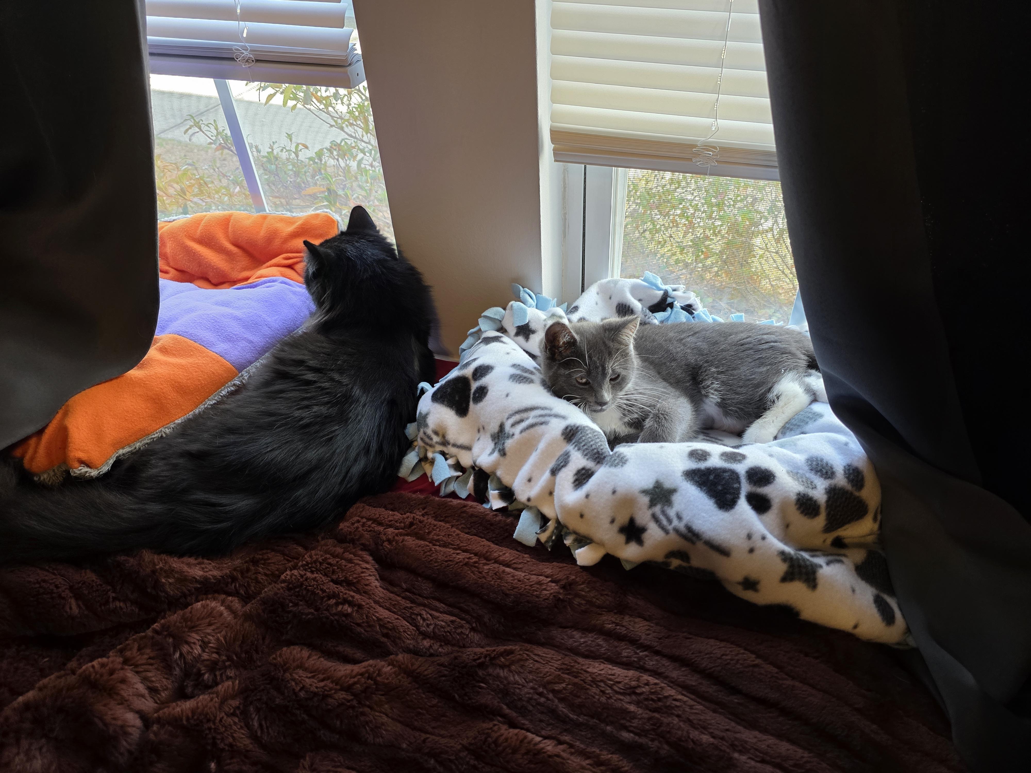 Enlarge Victoria, a ADOPTABLE Domestic Long Hair in Wilmington, NC image 3/4