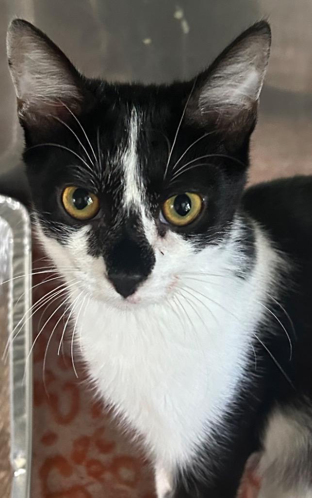 Sandal, a Adoptable mixed breed in Cumming, GA image 1/2