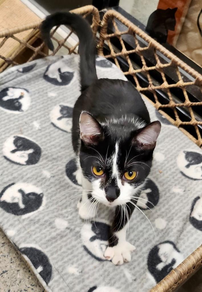 Sandal, a Adoptable mixed breed in Cumming, GA image 2/2